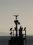 SX25741 Silhouetted Cormorants (Phalacrocorax carbo) on structure.jpg